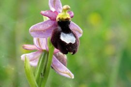 Ophrys de la Drôme / © Jean-Philippe Paul