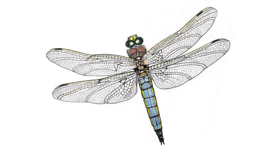 Libellule, maître des airs - La Salamandre dessin