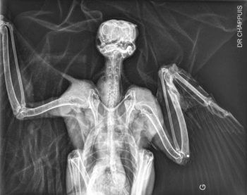 L’impression 3D au secours des oiseaux - La Salamandre radiographie