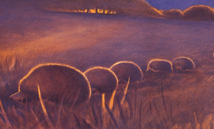 Hérissons, visiteurs du soir, vie de famille - La Salamandre