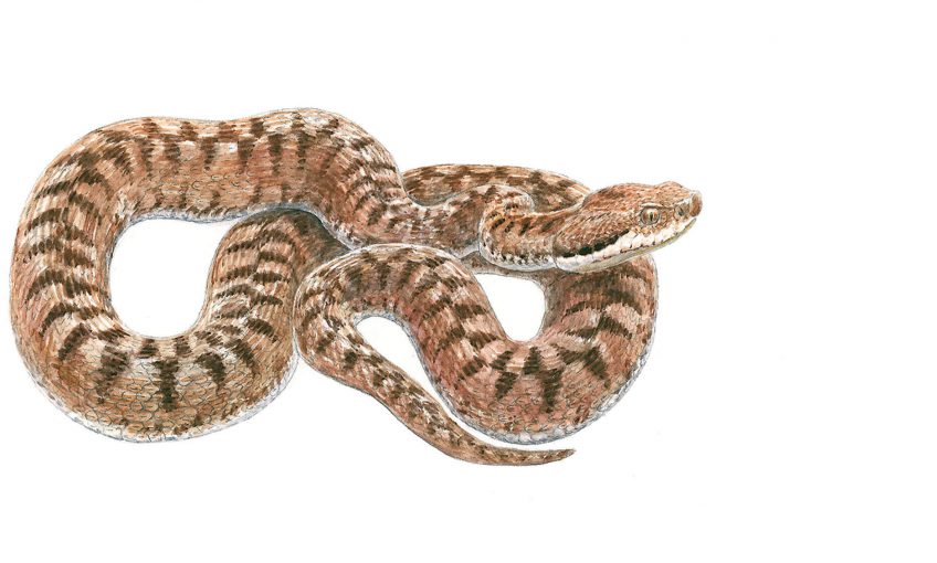 Chaud devant, voici la vipère aspic - La Salamandre