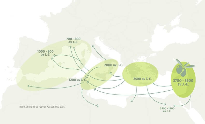 Des racines au Levant, ou les origines des oliviers - La Salamandre carte