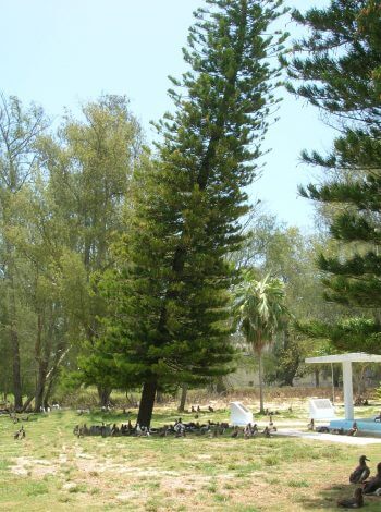 Des pins de Nouvelle-Calédonie avec un sérieux penchant pour l’équateur - La Salamandre