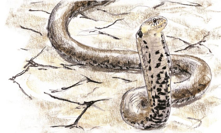 La couleuvre, reine du bluff - La Salamandre