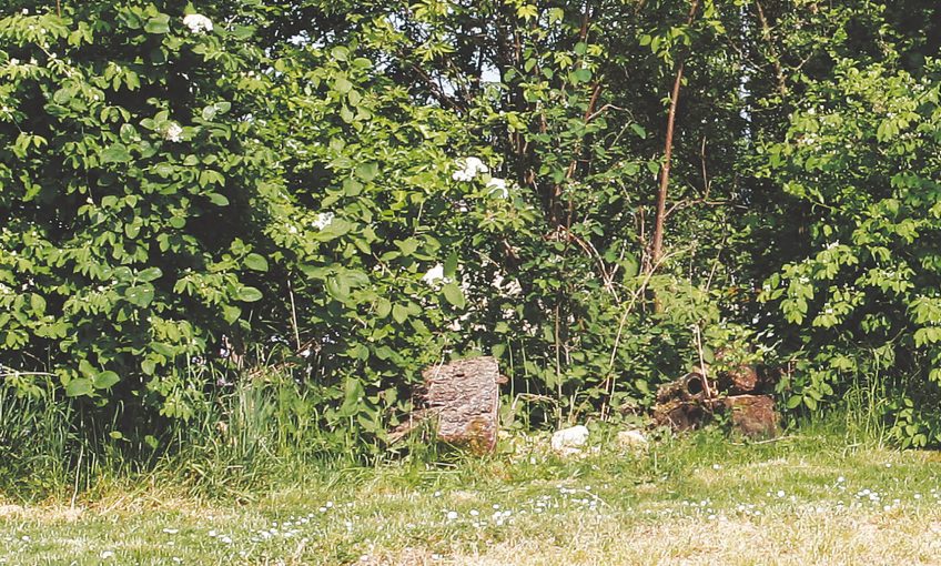 8 règles d’or pour un jardin à hérisson - La Salamandre