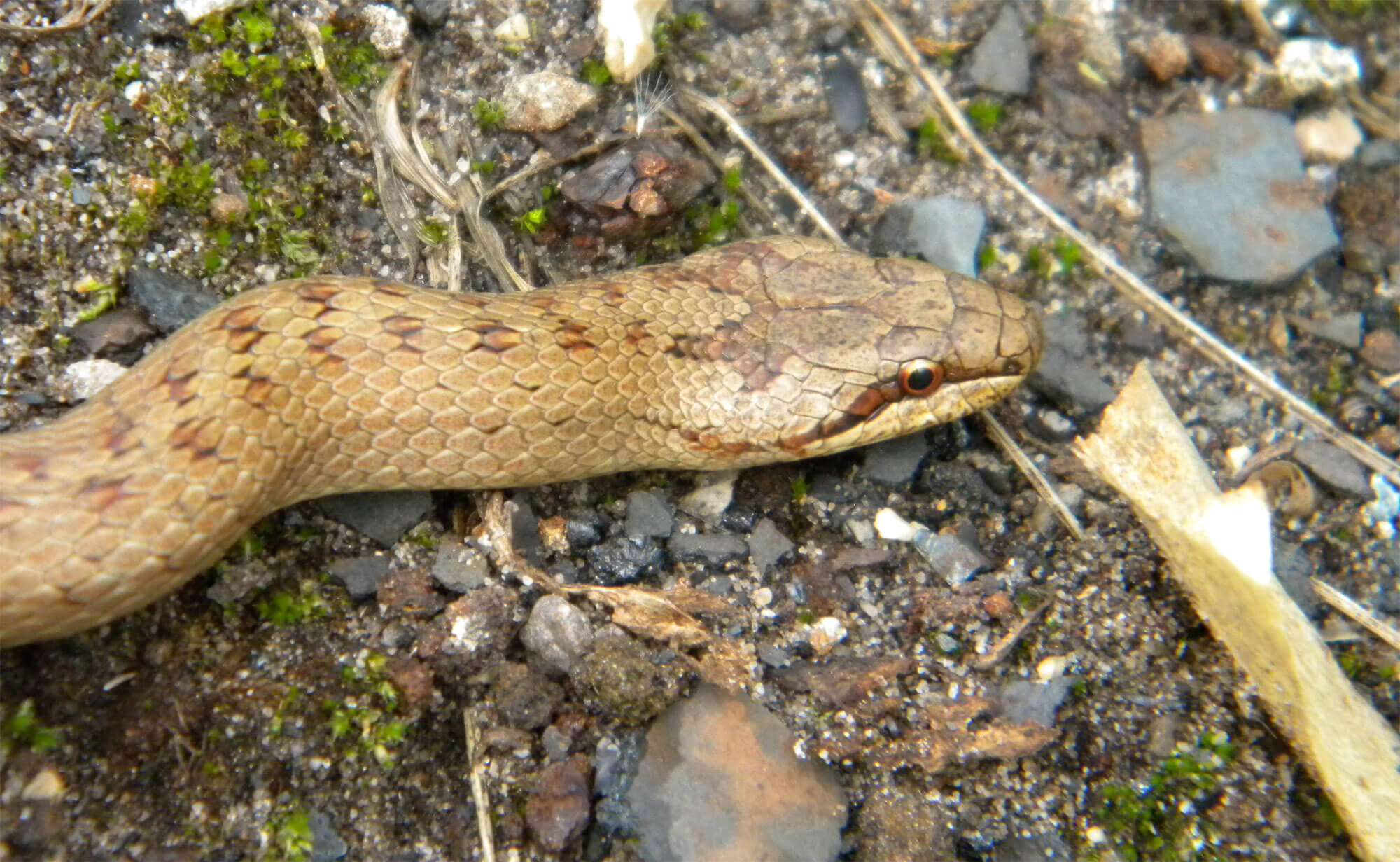 Hypothèse à dormir debout sur la couleuvre à collier - La Salamandre coronelle lisse
