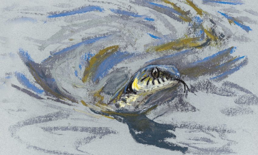 Rencontre au bord de l’eau avec la couleuvre - La Salamandre dessin rivière