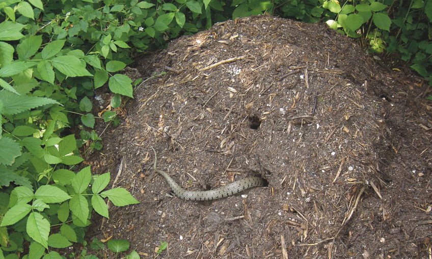 Couleuvre cherche compost - La Salamandre