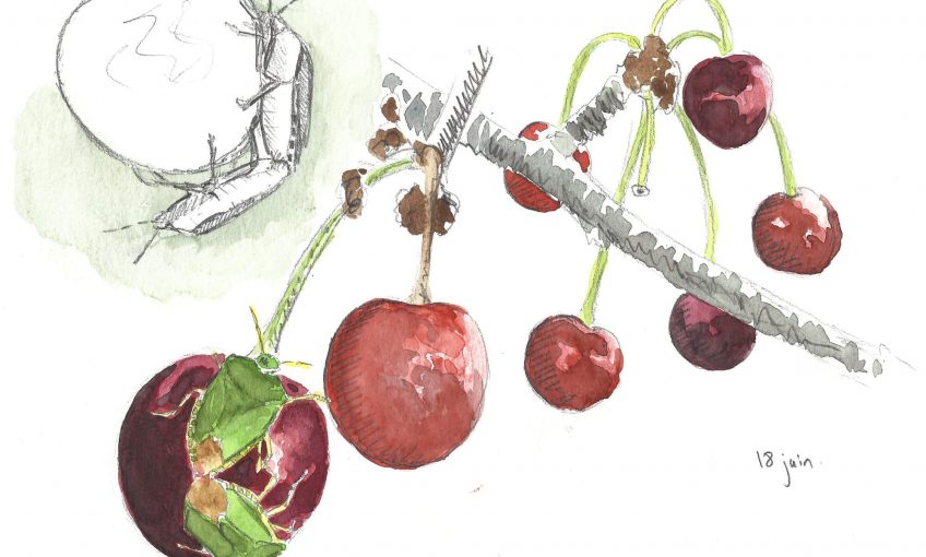 Le temps des cerises et des punaises - La Salamandre