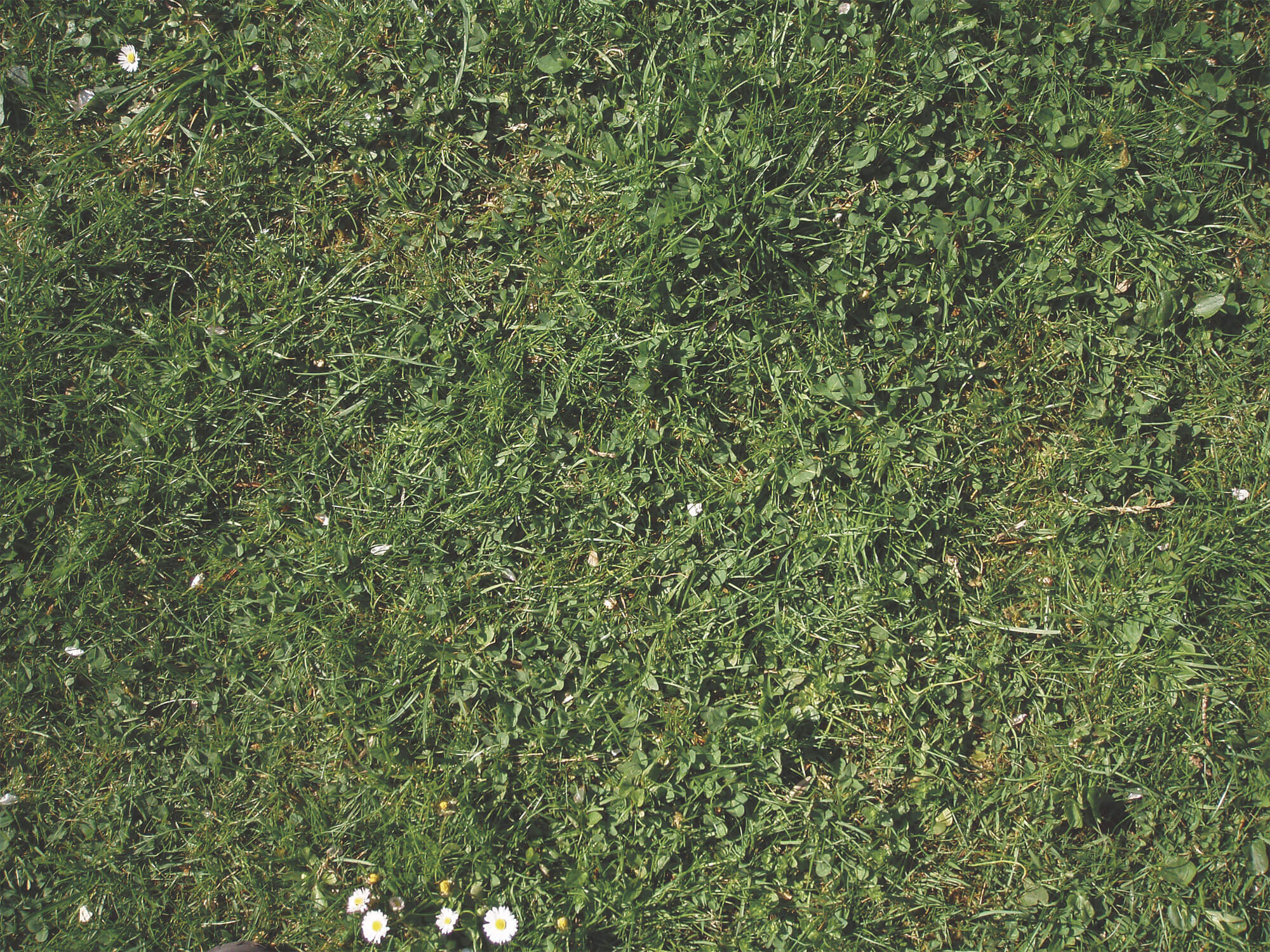 8 règles d’or pour un jardin à hérisson - La Salamandre