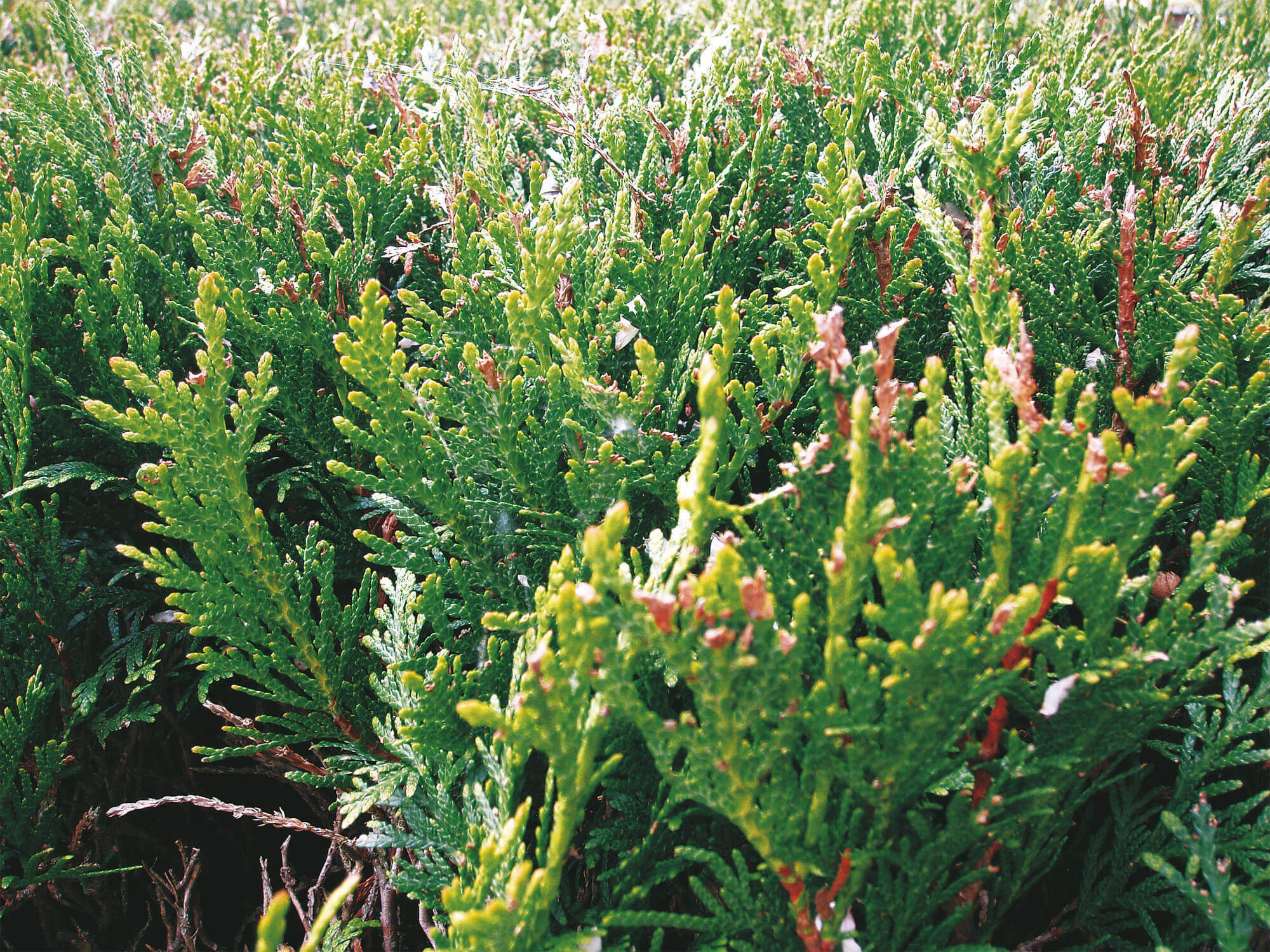 8 règles d’or pour un jardin à hérisson - La Salamandre