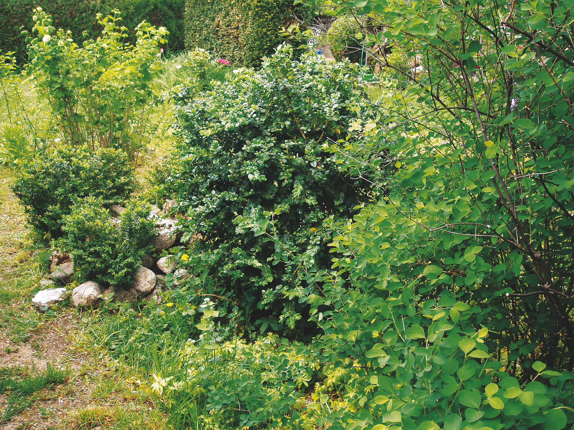 8 règles d’or pour un jardin à hérisson - La Salamandre