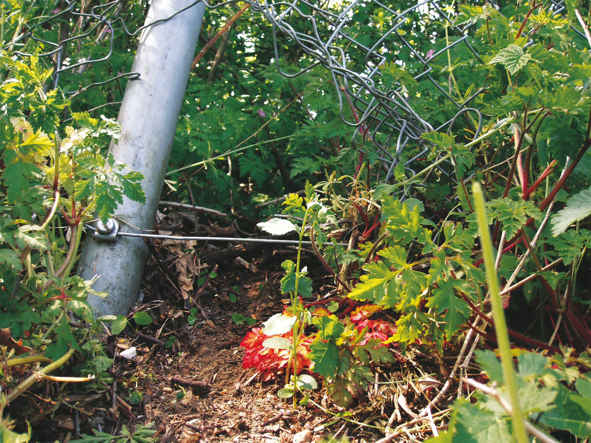8 règles d’or pour un jardin à hérisson - La Salamandre