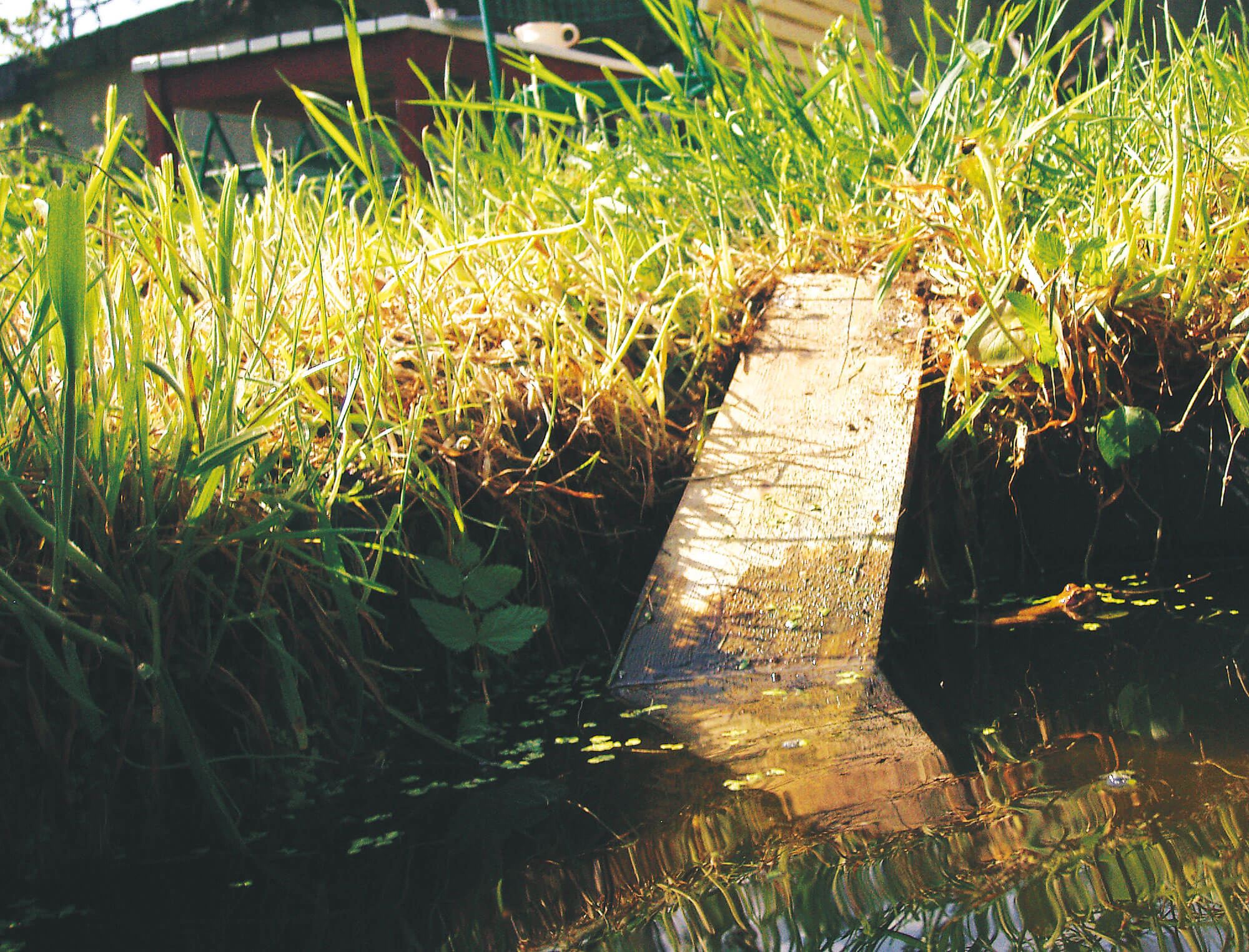8 règles d’or pour un jardin à hérisson - La Salamandre