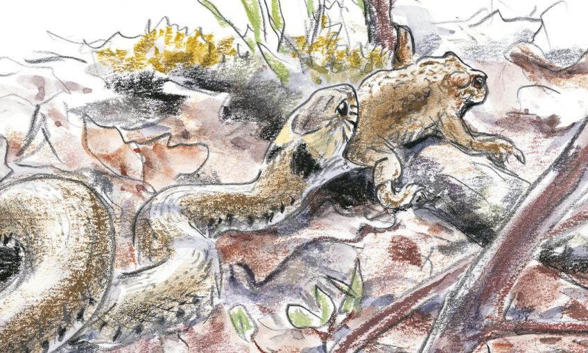 La couleuvre à collier, côté appétit - La Salamandre dessin