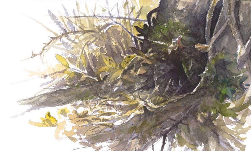 La délicate hibernation du hérisson - La Salamandre