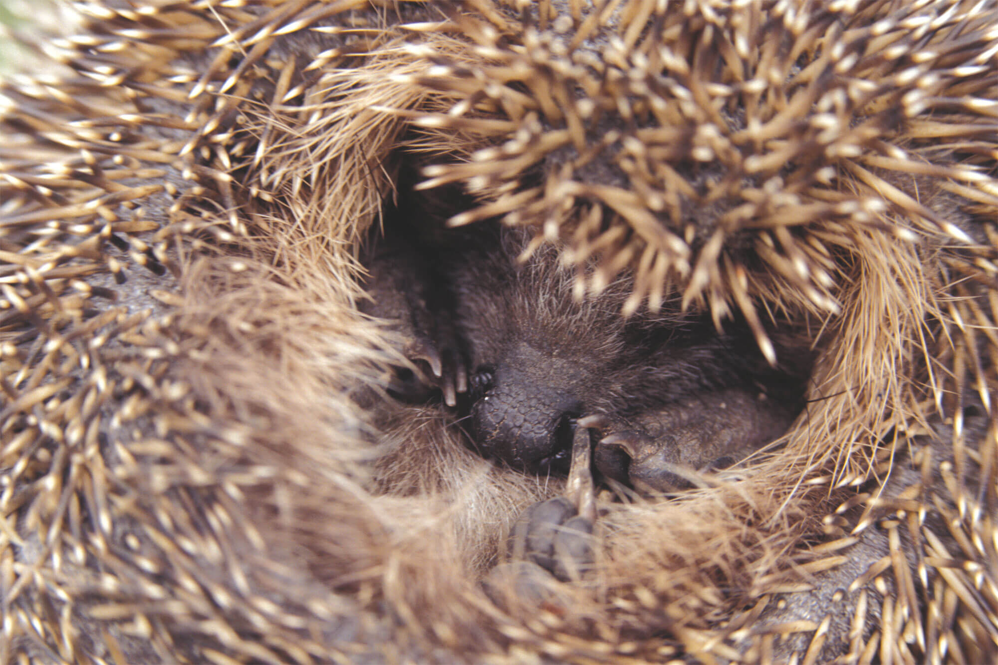 La délicate hibernation du hérisson - La Salamandre