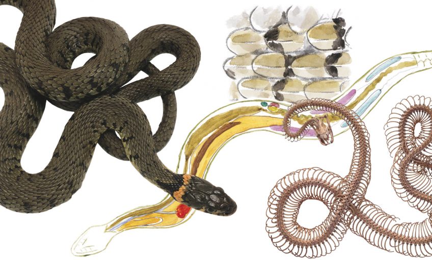 Anatomie de la couleuvre à collier - La Salamandre