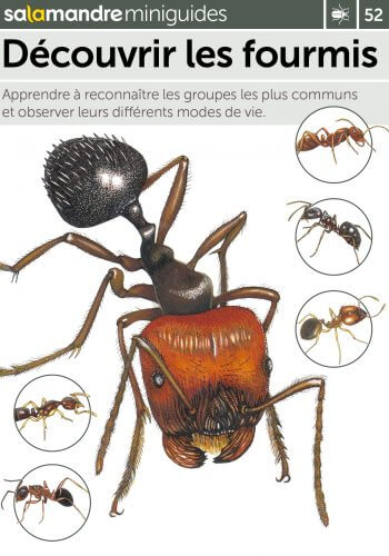 Miniguide 52 : Découvrir les fourmis