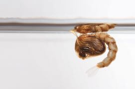 6 - La nymphe du moustique a la particularité de pouvoir se déplacer en cas d'attaque. / © Gilbert Hayoz