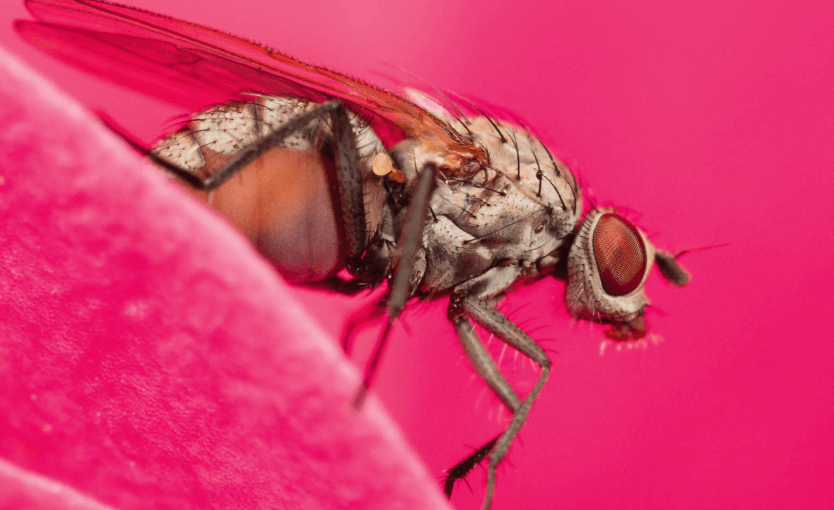 La Salamandre n° 241 Pourquoi la mouche