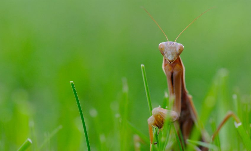 mort de peur la salamandre mouche drosophile mante religieuse