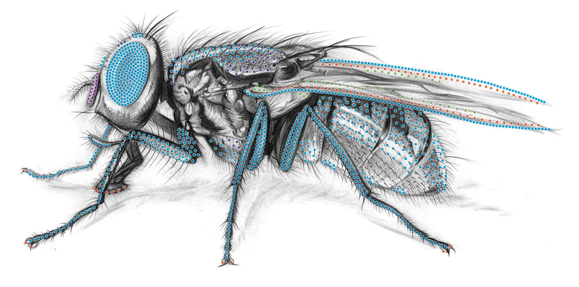 Une mouche, un poil hypersensible - La Salamandre