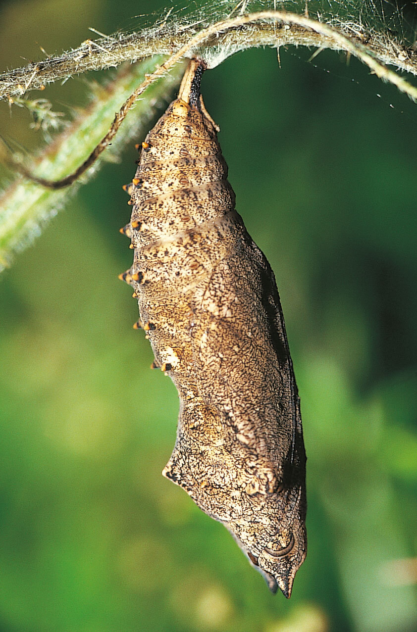 Papillons et compagnie chez l'ortie - La Salamandre