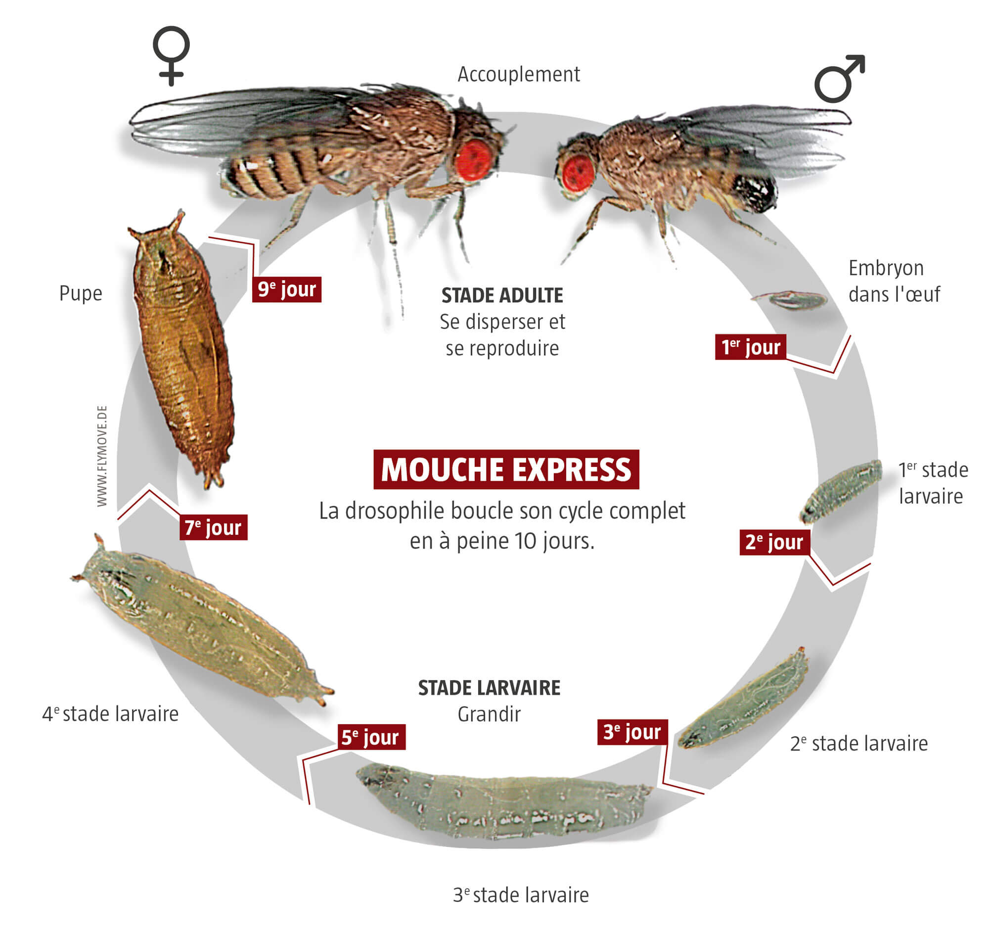 Mouche, star des laboratoires - La Salamandre