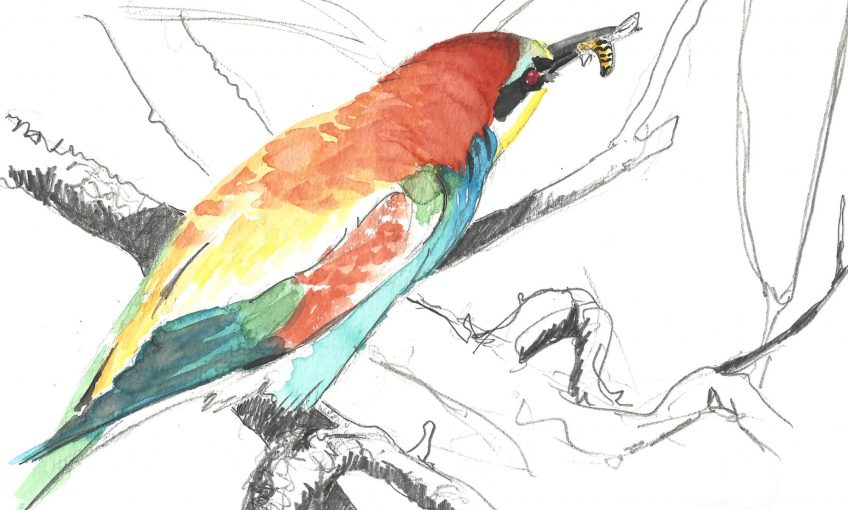 Un guêpier s'invite au voyage - La Salamandre