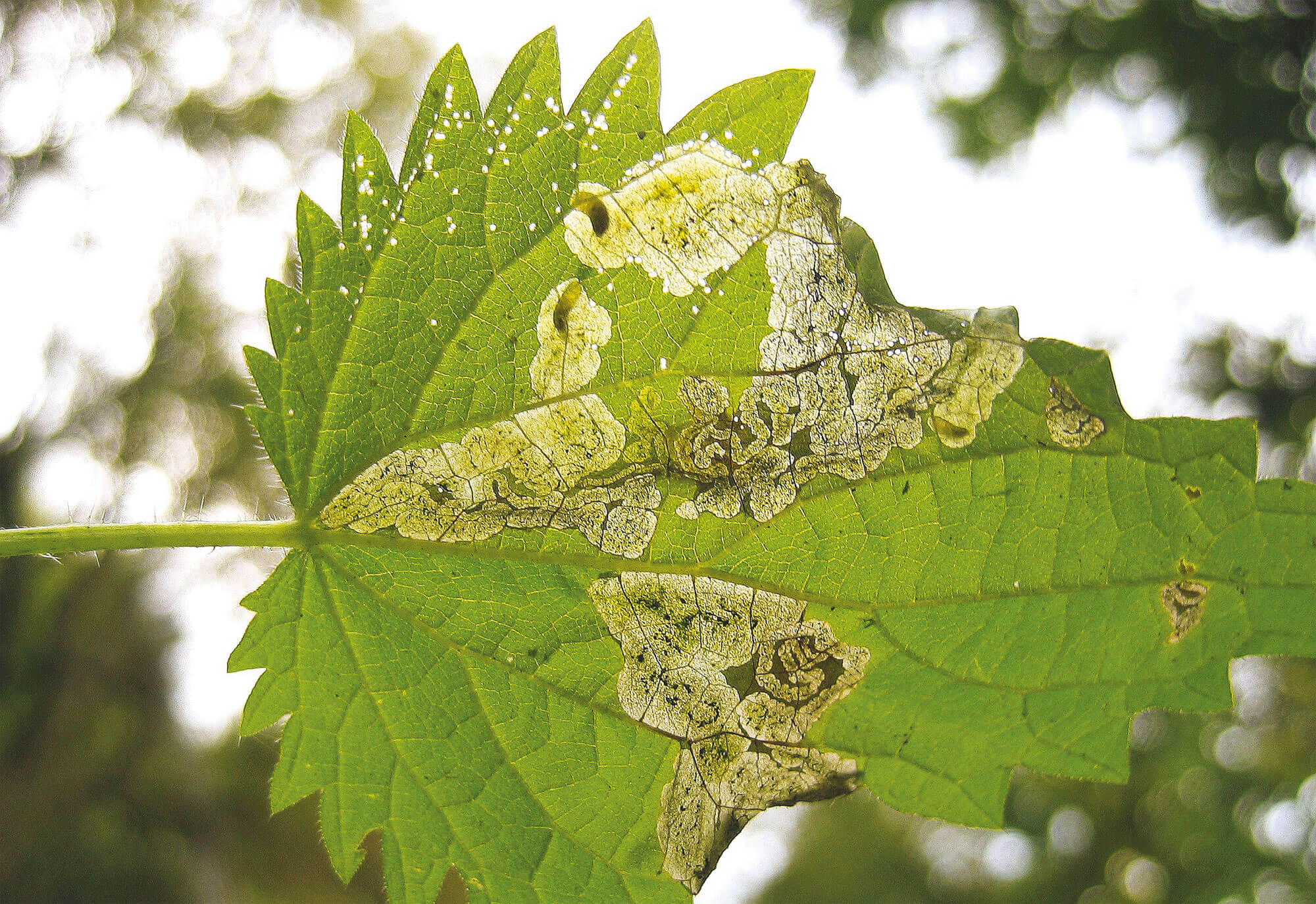 Foreurs, suceuses et mineuses, tous dans l'ortie - La Salamandre