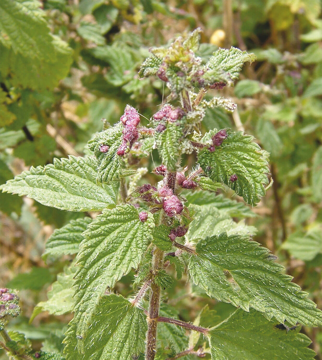 Foreurs, suceuses et mineuses, tous dans l'ortie - La Salamandre