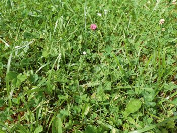 Fauchez votre jardin de façon raisonnable pour attirer les criquets