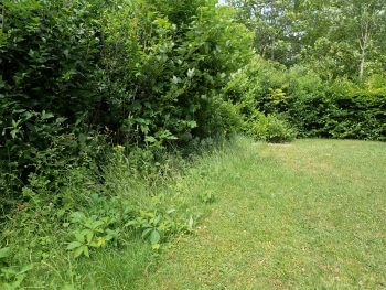 Fauchez votre jardin de façon raisonnable pour attirer les criquets