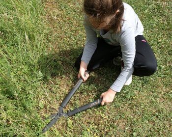 Fauchez votre jardin de façon raisonnable pour attirer les criquets
