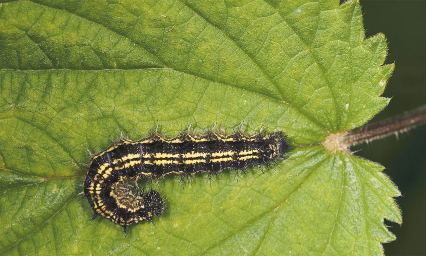 Papillons et compagnie chez l'ortie - La Salamandre