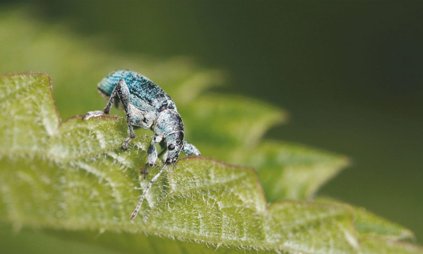 Foreurs, suceuses et mineuses, tous dans l'ortie - La Salamandre