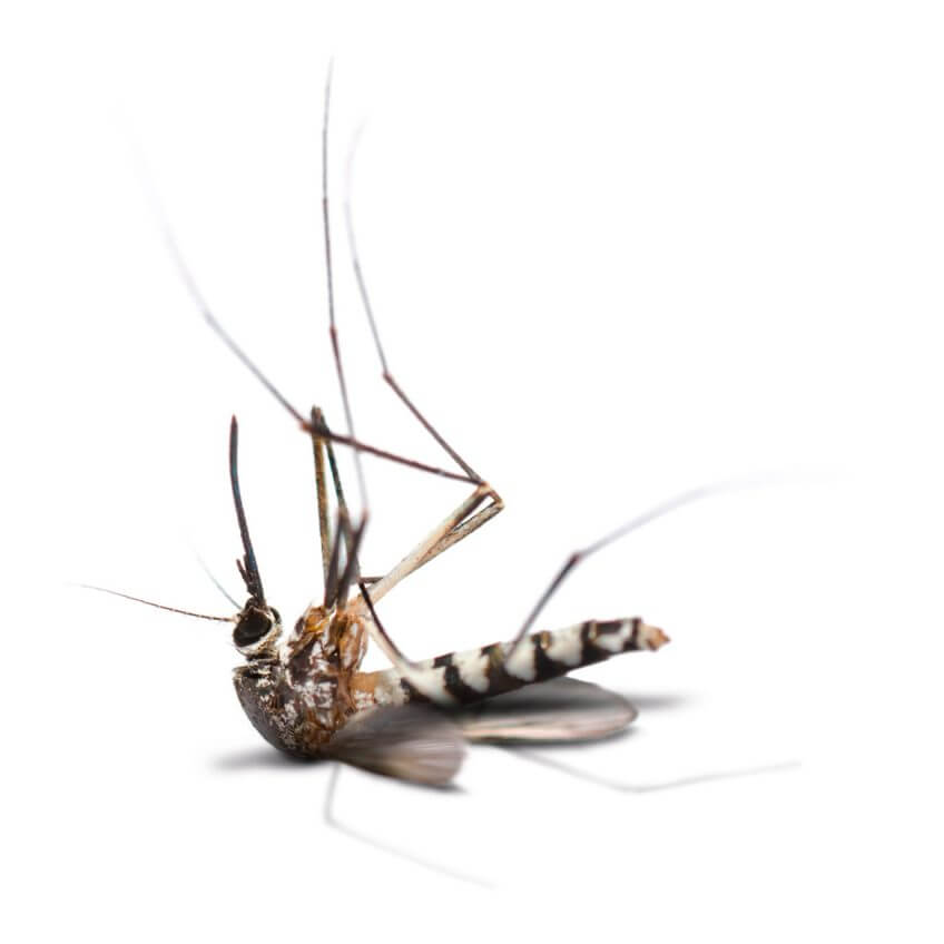 La guerre des diptères - La Salamandre