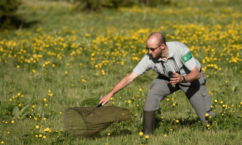 Complètement syrphonnés! A la découvert des syrphes- La Salamandre