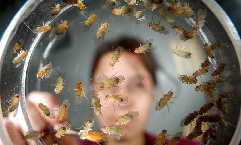 Mouche, star des laboratoires - La Salamandre