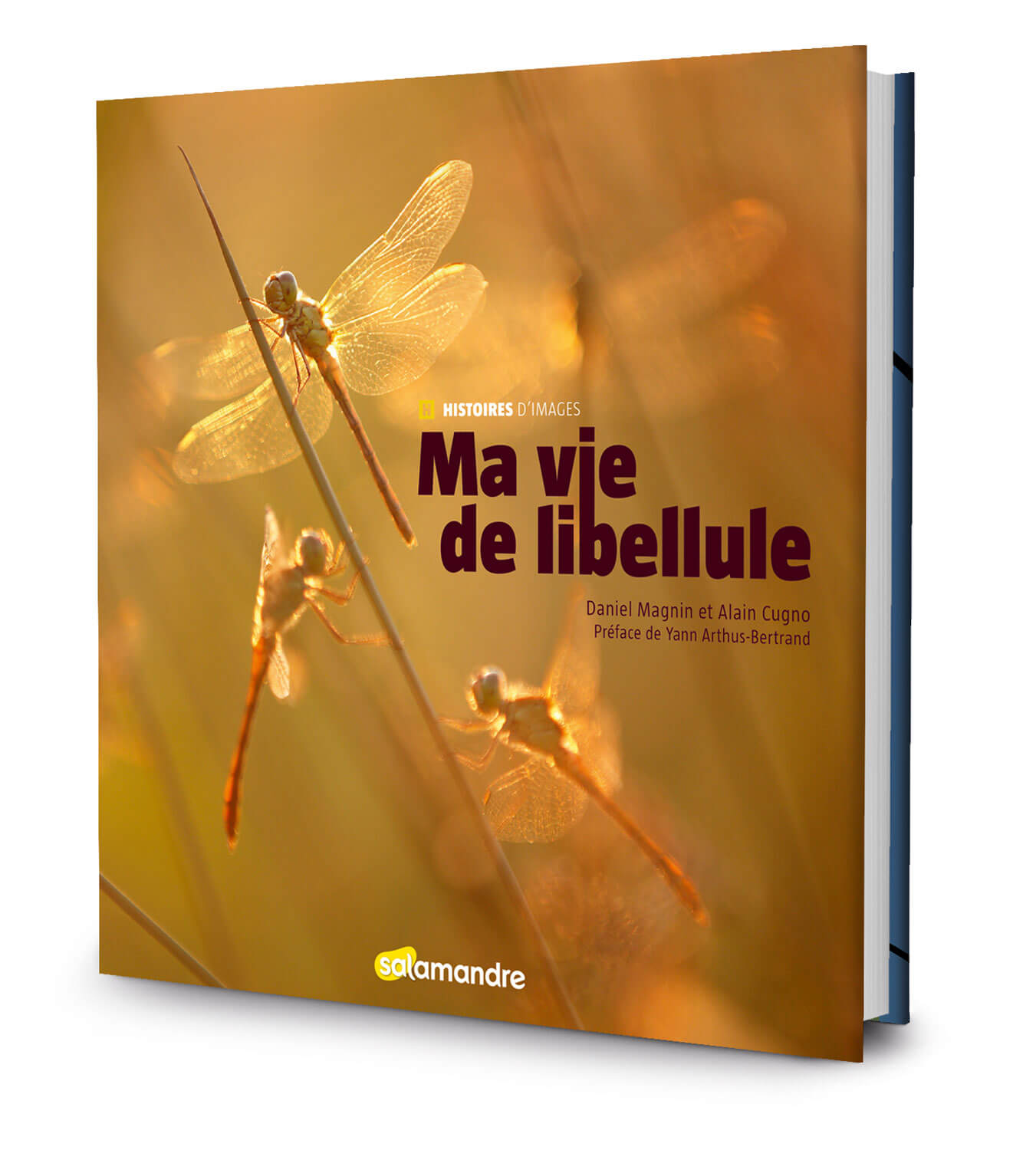 Dernier bal avant l’automne pour les libellules - La Salamandre