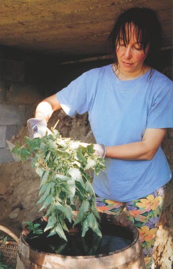 Extraits, mulch et infusions d'ortie - La Salamandre