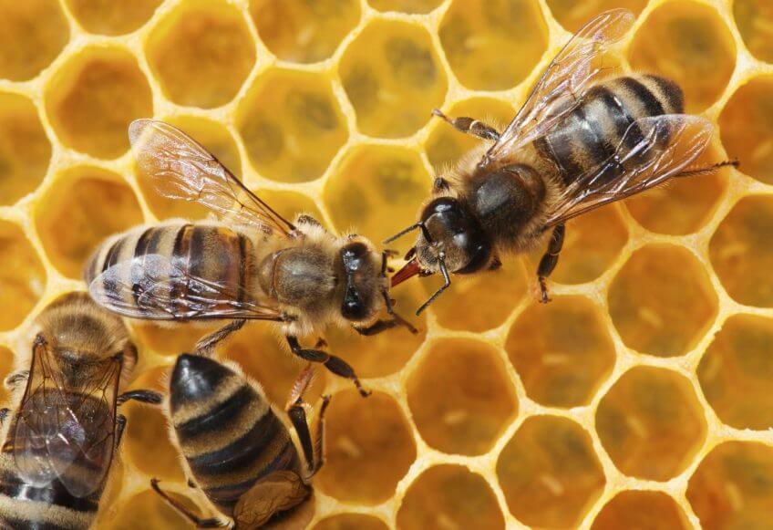 Abeilles dans une riche qui transforment le pollen en nectar.