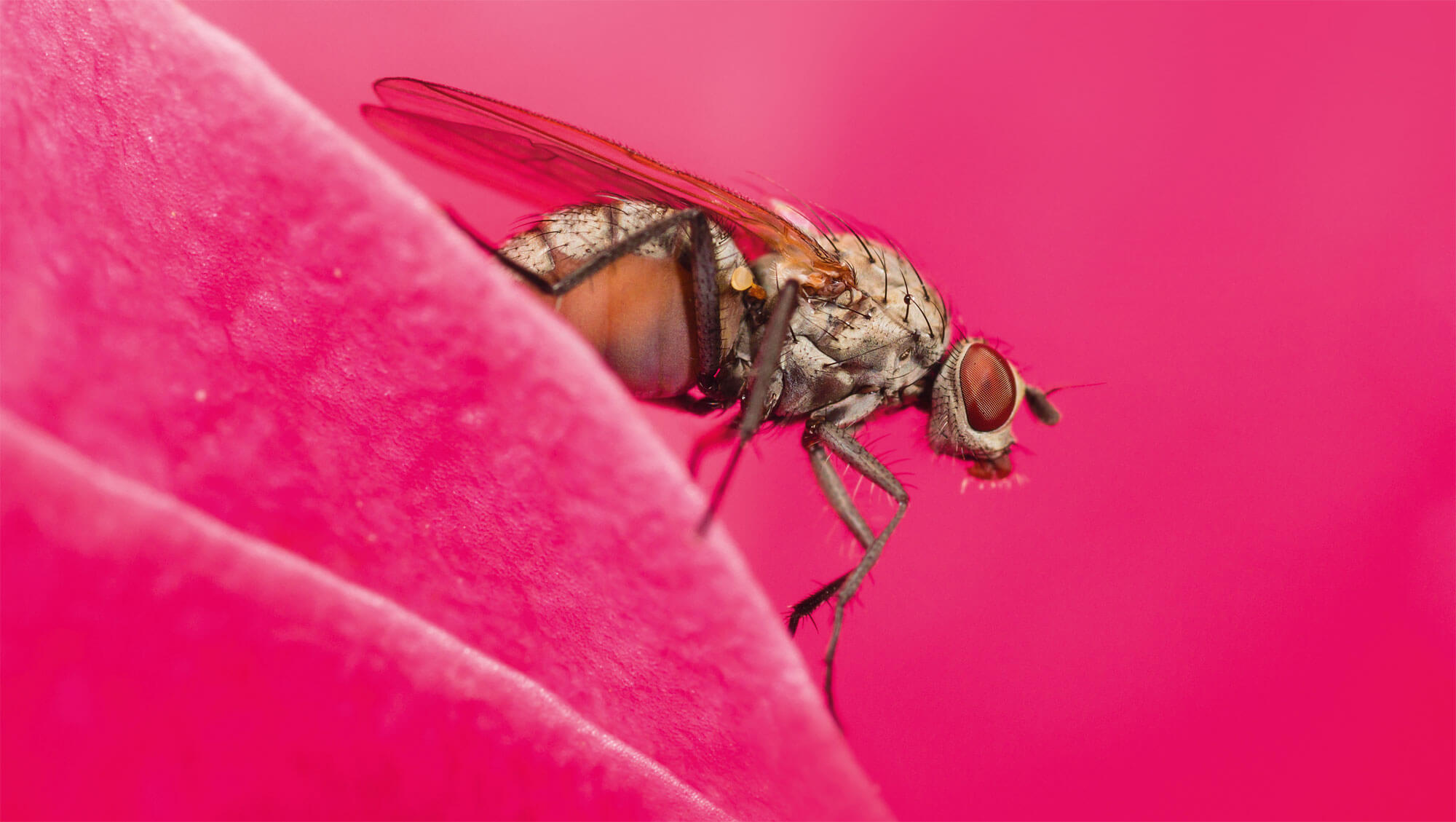 Dossier sur la mouche, "Pourquoi la mouche?" - La Salamandre