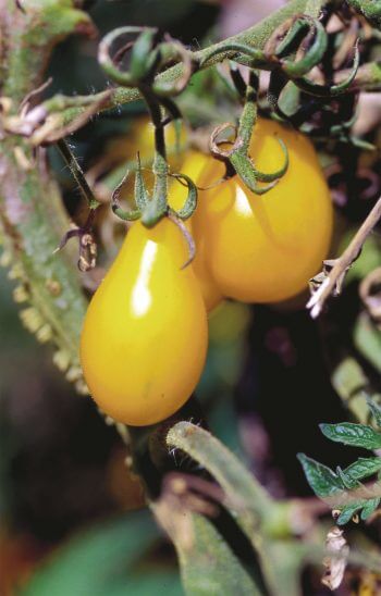 Extraits, mulch et infusions d'ortie - La Salamandre