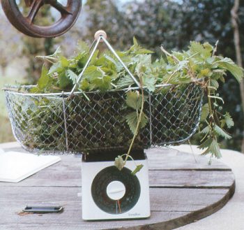 Extraits, mulch et infusions d'ortie - La Salamandre