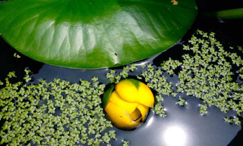 Nénuphar nain, alerte jaune - La Salamandre