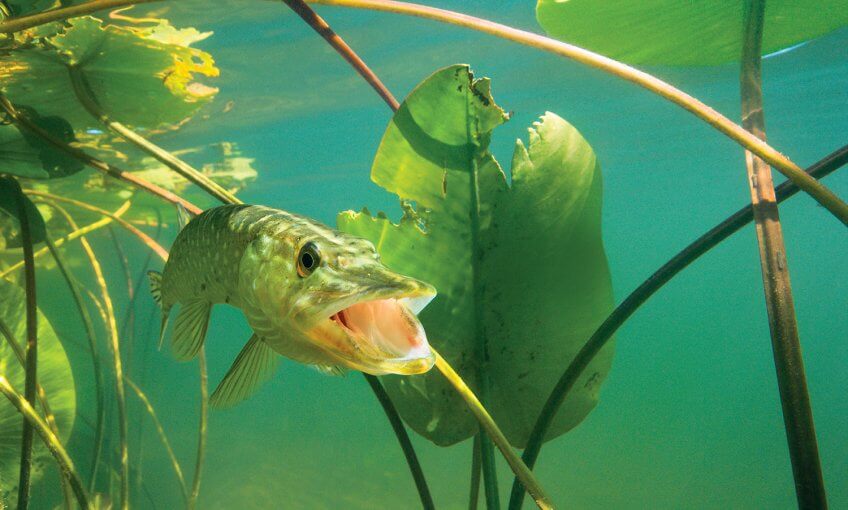 Brochet