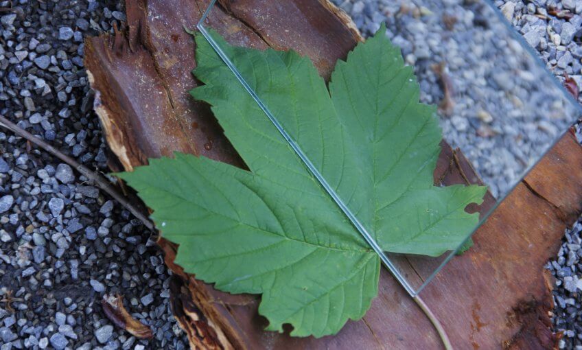 Une feuille symétrique.