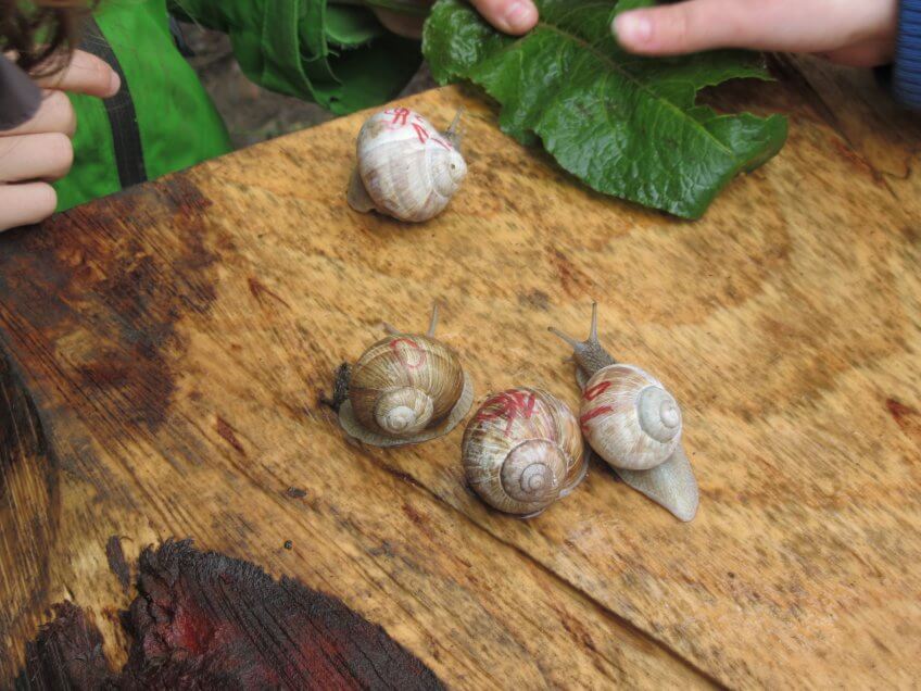 Une course d'escargots.